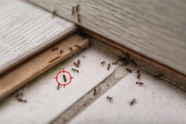 Flea Control Services in Fredonia, AZ