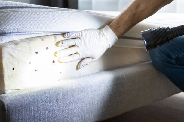 Best Emergency Pest Control  in Fredonia, AZ